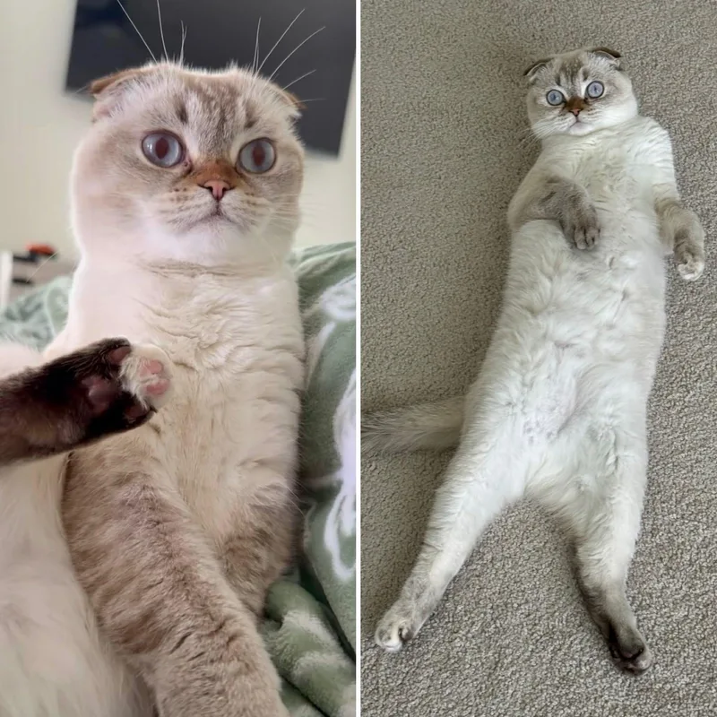 Simba & Luna thumbnail 5