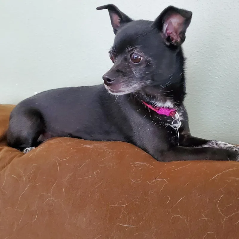 A senior small-sized female Black Rat Terrier dog named Winnie for adoption in Moorhead, MN