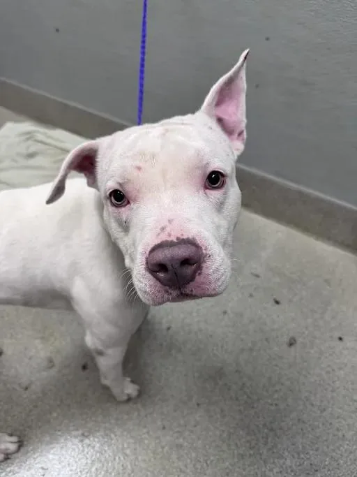 A young medium-sized male Pit Bull Terrier dog named Ghost Supreme for adoption in Las Vegas, NV