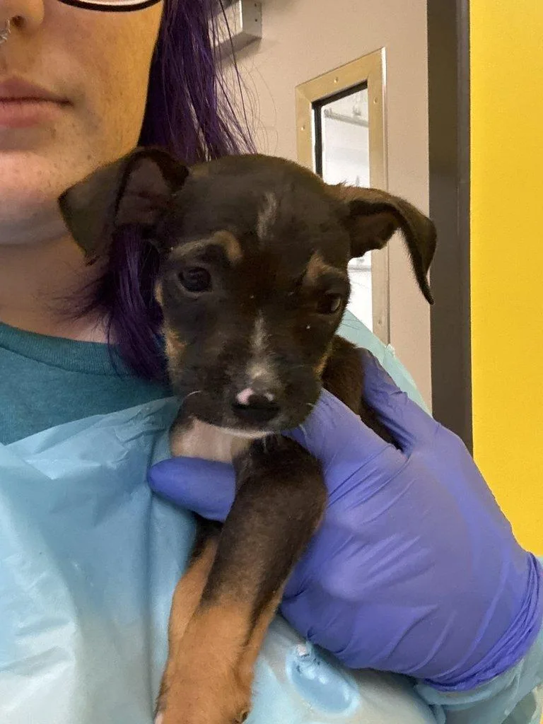 A baby small-sized male Black Mixed Breed dog named Clefairy for adoption in Raleigh, NC