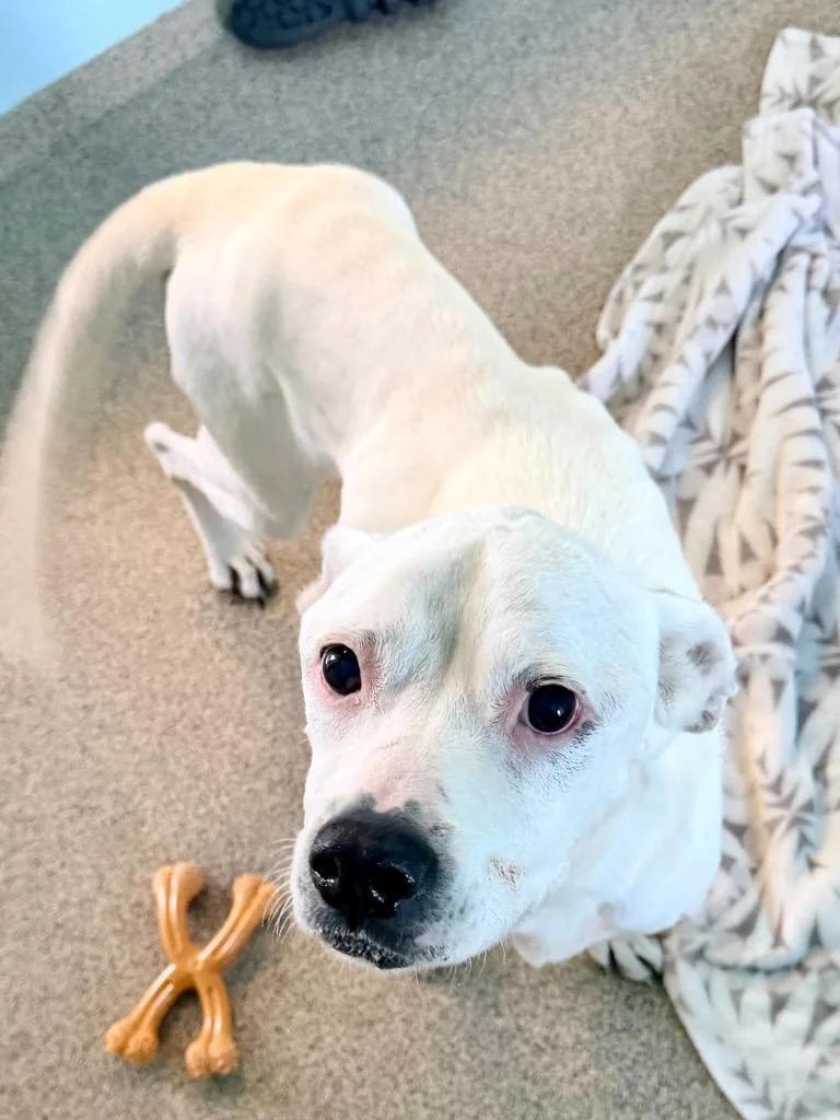 A senior large-sized female Pit Bull Terrier dog named Journey for adoption in Cape Coral, FL