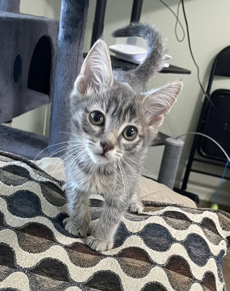 A baby medium-sized male Gray / Blue / Silver Domestic Short Hair cat named Winston for adoption in Oviedo, FL