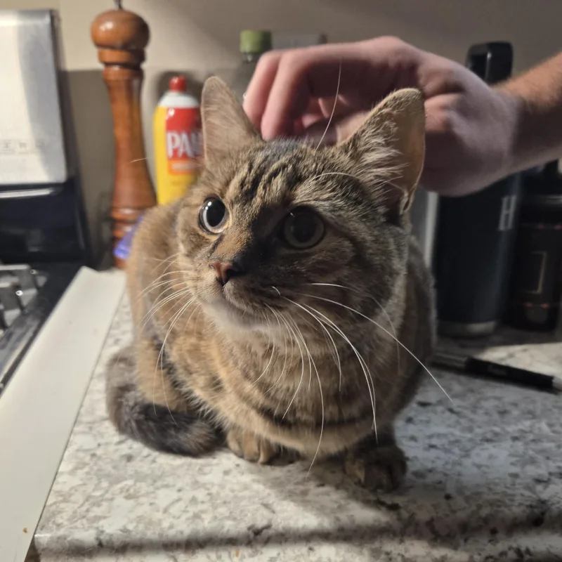 A young medium-sized female Calico Domestic Medium Hair cat named PaisleyPop for adoption in Lemoyne, PA