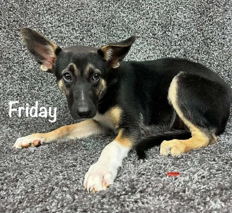 A baby medium-sized female Tricolor (Brown, Black, & White) German Shepherd Dog dog named Friday for adoption in Plattsmouth, NE