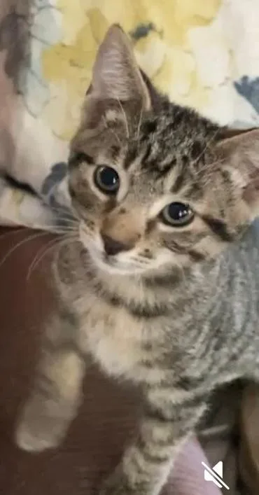 A baby medium-sized male Gray & White Tabby cat named Tigger for adoption in Rancho Palos Verdes, CA