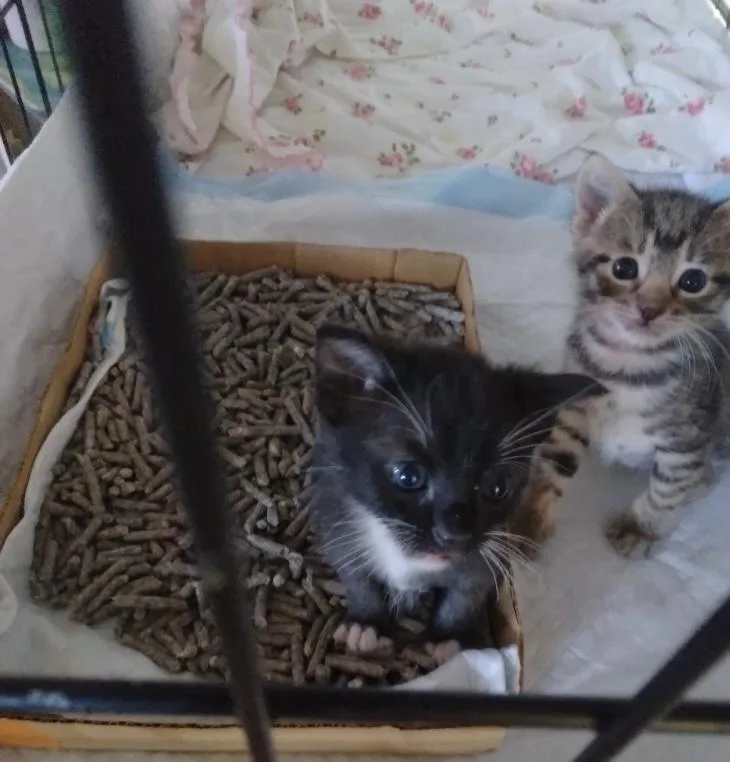 Tigger thumbnail 2