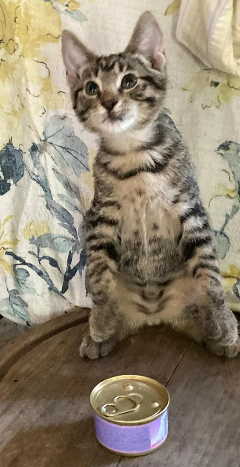 Tigger thumbnail 4
