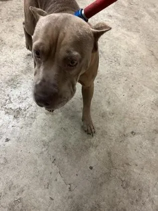 A senior medium-sized female American Bulldog dog named Pamela Pancakes for adoption in Gainesville, FL
