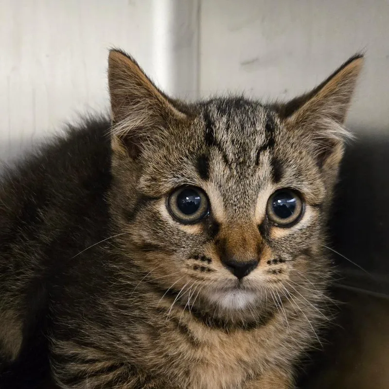 A baby small-sized male Brown / Chocolate Domestic Short Hair cat named Larry for adoption in Waukesha, WI