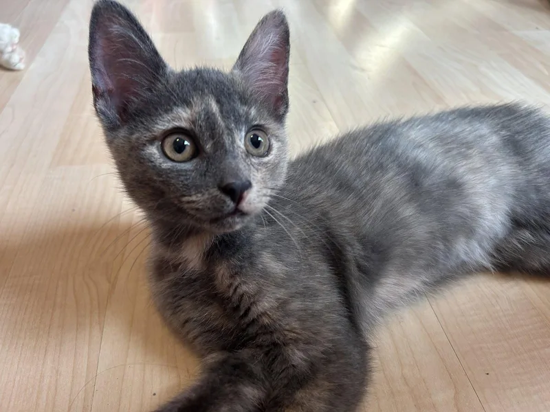 A baby medium-sized female Domestic Short Hair cat named Meowdonna for adoption in Naugatuck, CT