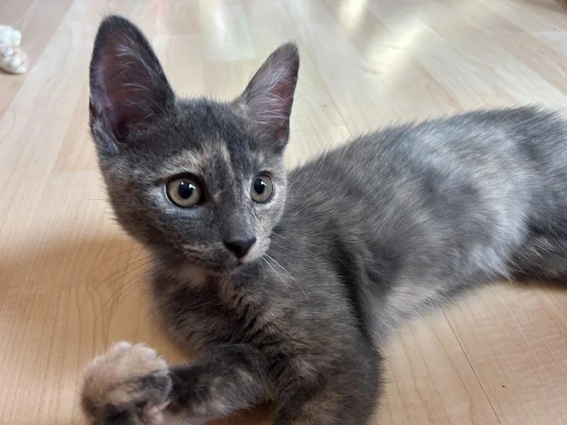 Meowdonna thumbnail 2