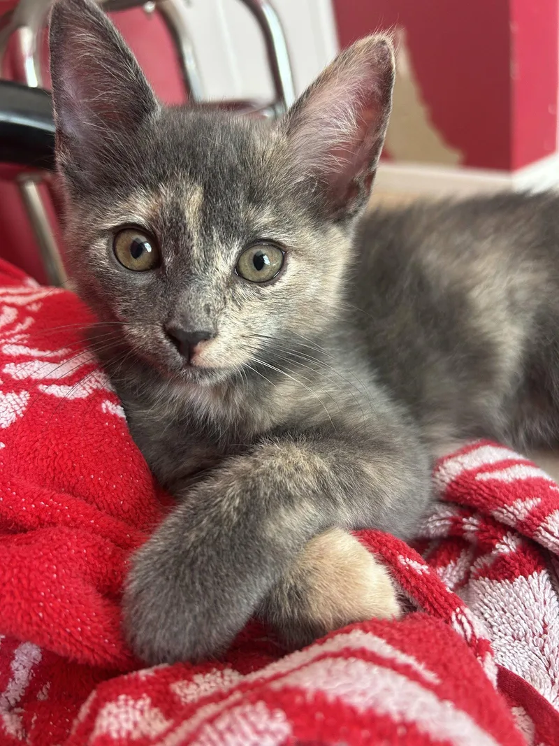 Meowdonna thumbnail 3