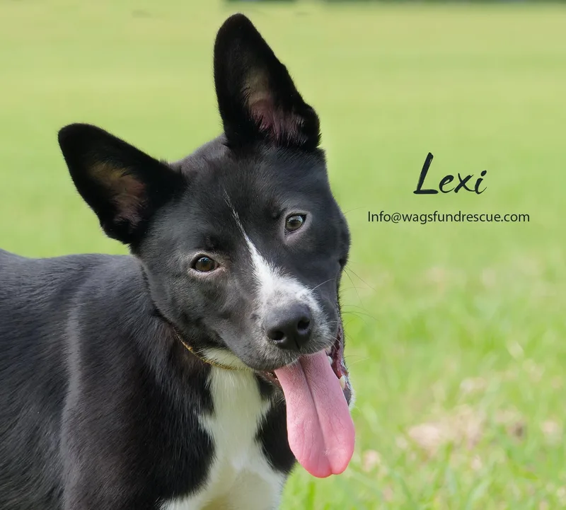 A young medium-sized female Black Border Collie dog named Lexi for adoption in Houston, TX