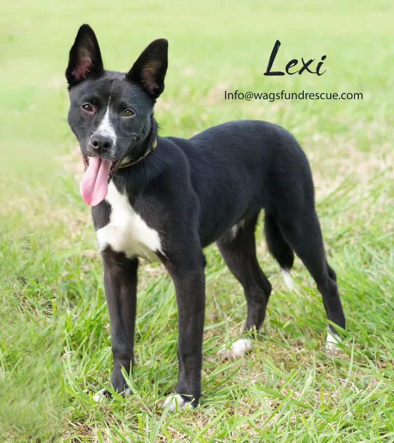 Lexi thumbnail 2