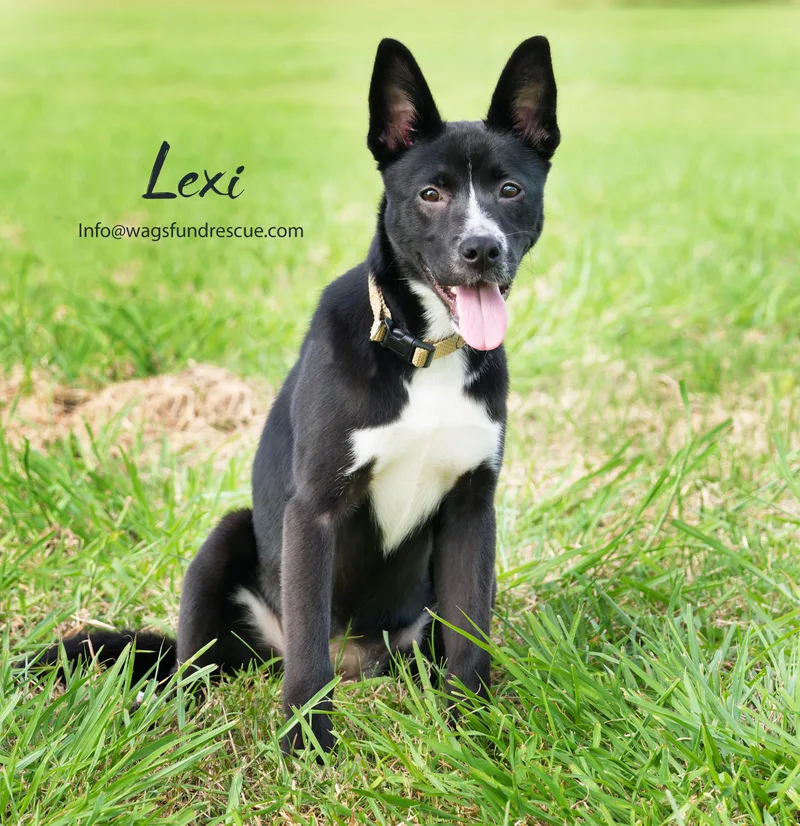 Lexi thumbnail 3