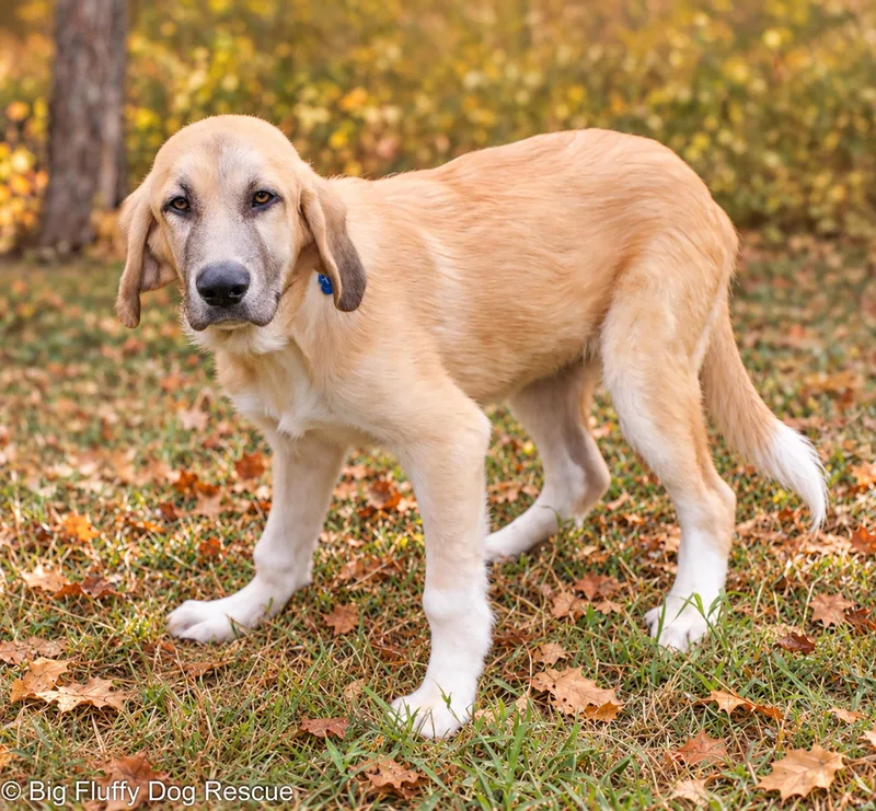 A baby large-sized male Golden Great Pyrenees dog named Tim for adoption in Nashville, TN