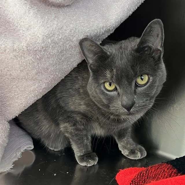 An adult medium-sized male Domestic Short Hair cat named Ollie for adoption in Methuen, MA