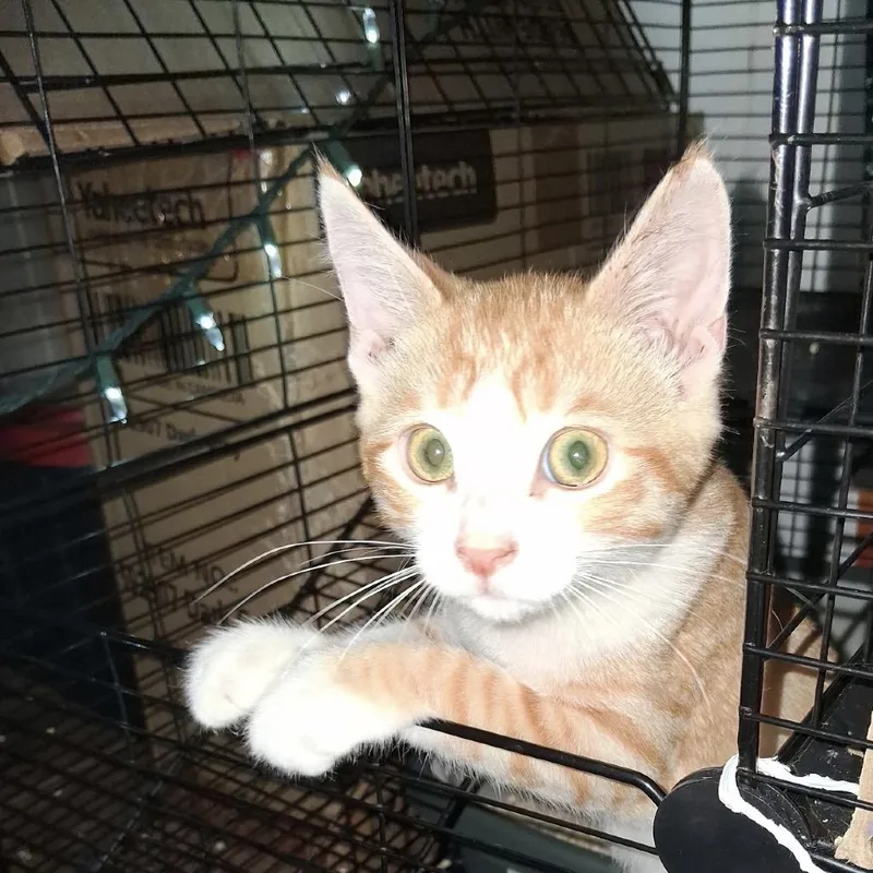 A baby small-sized male Orange / Red Domestic Short Hair cat named Lafayette for adoption in Calimesa, CA
