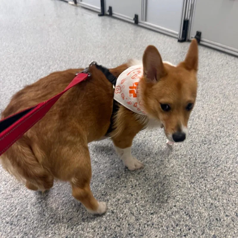 A young medium-sized male Red / Chestnut / Orange Mixed Breed dog named Ricky for adoption in Mentor, OH