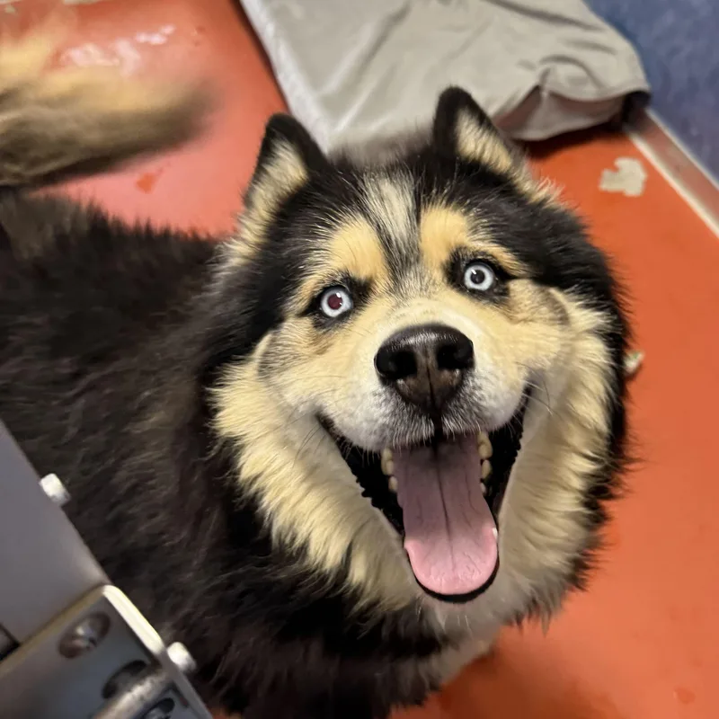 A senior large-sized male Husky dog named Reggie for adoption in Ridgway, CO