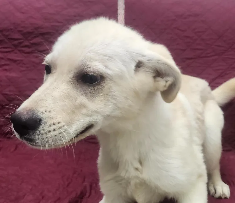 A baby large-sized female Shepherd dog named Sandra for adoption in Little Rock, AR