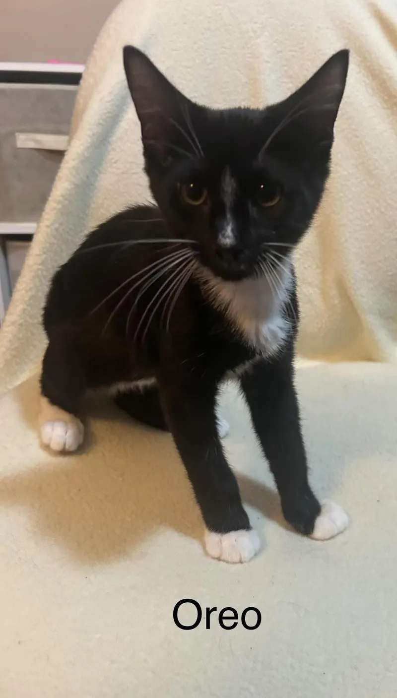 A baby medium-sized male Black & White / Tuxedo Domestic Short Hair cat named Oreo for adoption in Herculaneum, MO