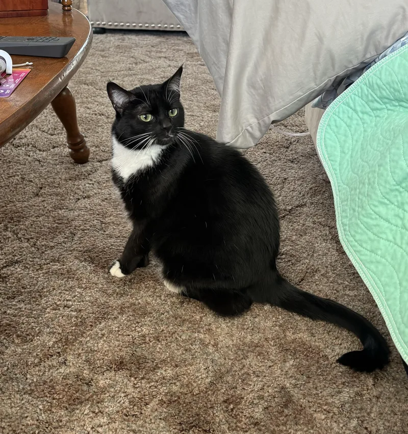 An adult medium-sized female Black & White / Tuxedo Domestic Short Hair cat named Six Gun for adoption in San Andreas, CA