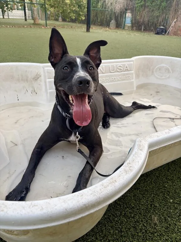 An adult large-sized male Australian Cattle Dog / Blue Heeler dog named Anderson for adoption in Austin, TX
