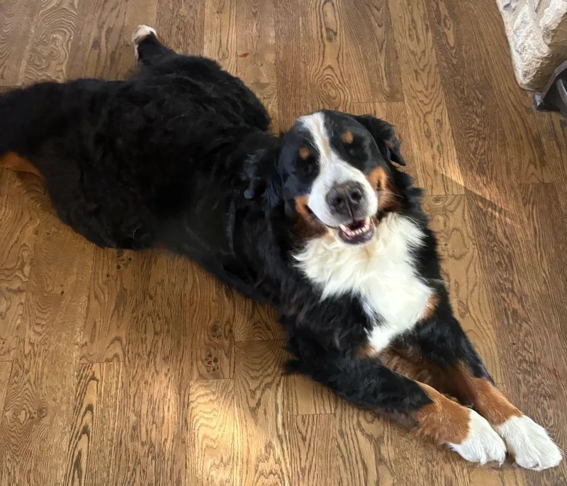 An adult large-sized female Bernese Mountain Dog dog named Aspen for adoption in Larkspur, CO