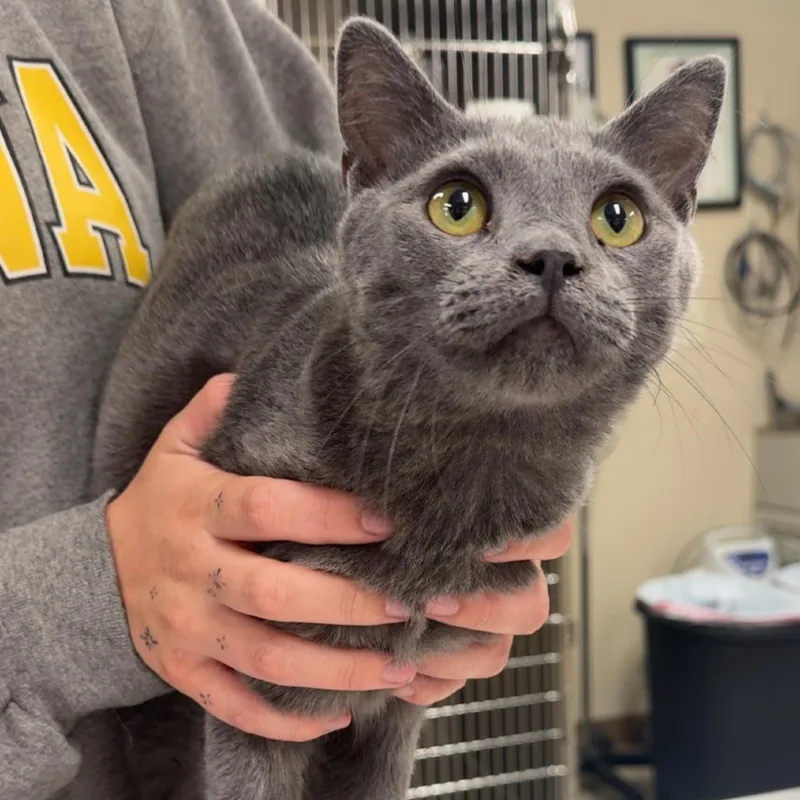 An adult medium-sized male Gray / Blue / Silver Russian Blue cat named Maui for adoption in Coralville, IA