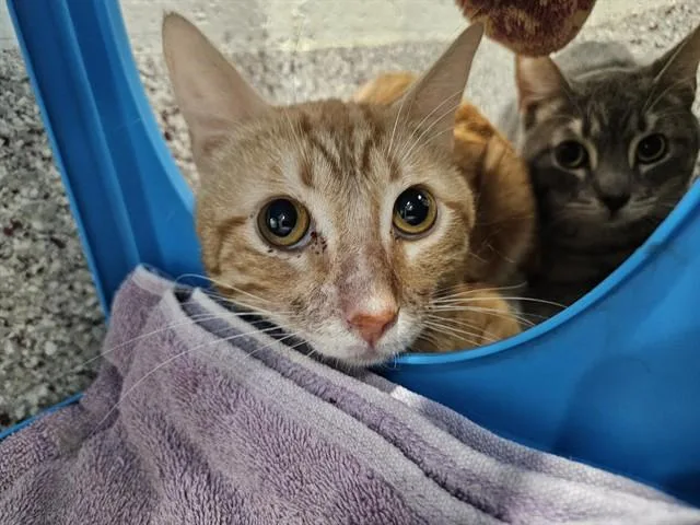 An adult small-sized male Domestic Short Hair cat named Montana for adoption in Tucson, AZ