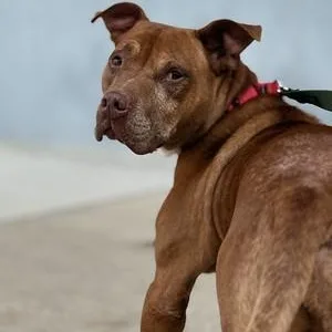 An adult medium-sized male Red / Chestnut / Orange Mixed Breed dog named Carl for adoption in Narberth, PA