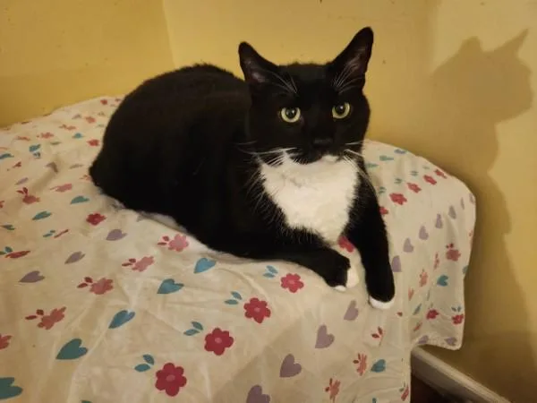 An adult extra large-sized male Black & White / Tuxedo Tuxedo cat named Big Size  Bigger for adoption in Berkeley Heights, NJ