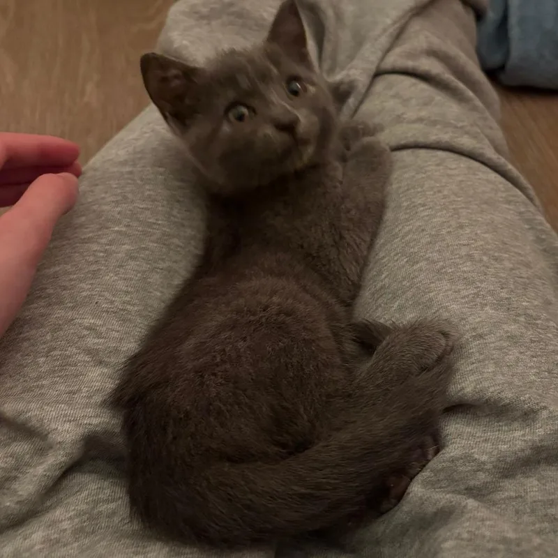 A baby small-sized female Gray / Blue / Silver Domestic Short Hair cat named Squish for adoption in Auburn, AL