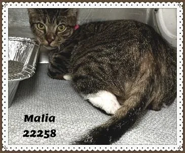 An adult medium-sized female Tabby (Buff / Tan / Fawn) Domestic Short Hair cat named Malia for adoption in Marietta, GA