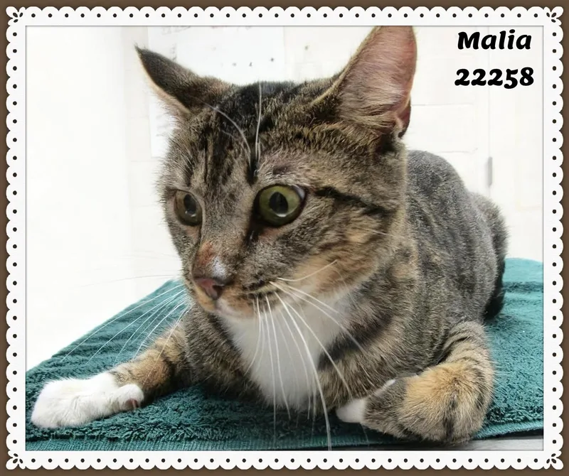 Malia thumbnail 3