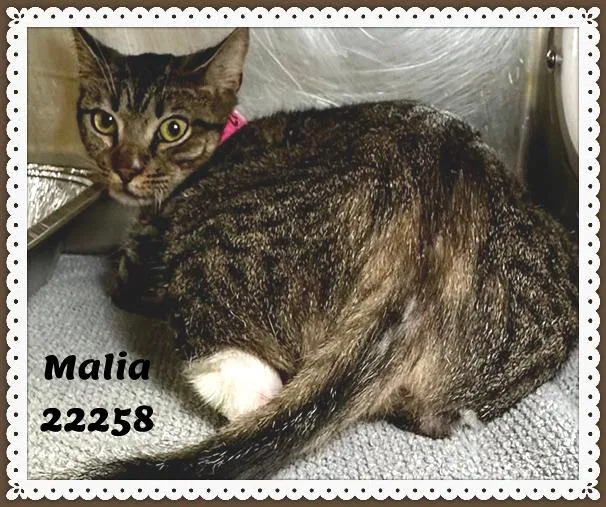 Malia thumbnail 4