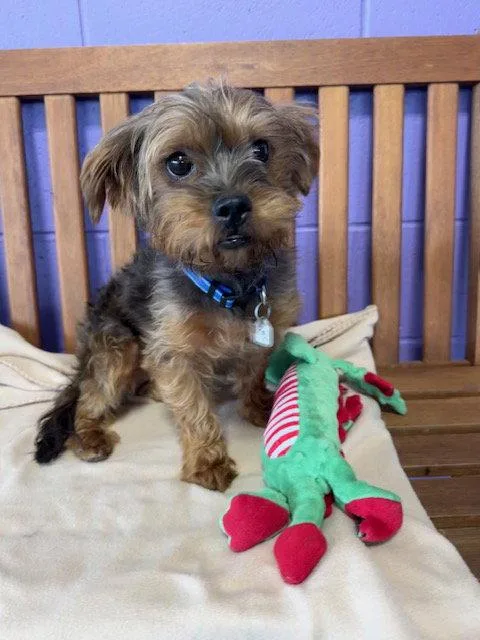 A young small-sized male Yorkshire Terrier dog named Charlie for adoption in North Prairie, WI