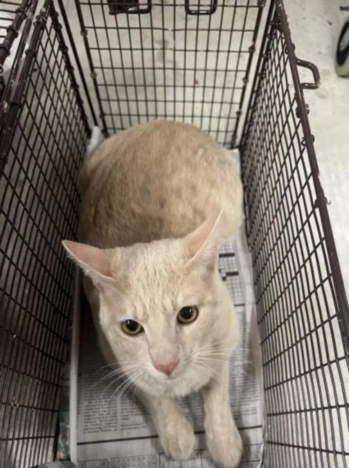 An adult large-sized male Domestic Short Hair cat named Moggy for adoption in Van Nuys, CA