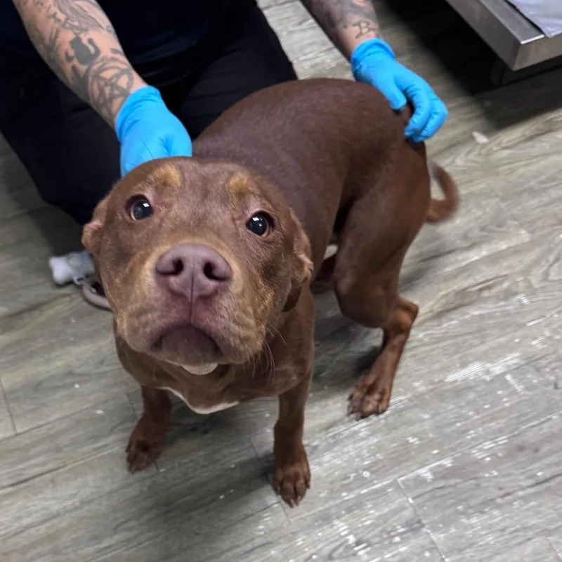 A young medium-sized female Brown / Chocolate Mixed Breed dog named Coco for adoption in Summerville, SC