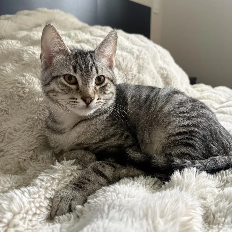 A baby small-sized male White Domestic Short Hair cat named Curtis for adoption in Spokane, WA