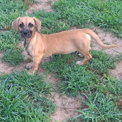 A baby small-sized female Dachshund dog named Hannah for adoption in Coldwater, MI