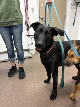 An adult large-sized female Labrador Retriever dog named Charlotte for adoption in South Bend, IN