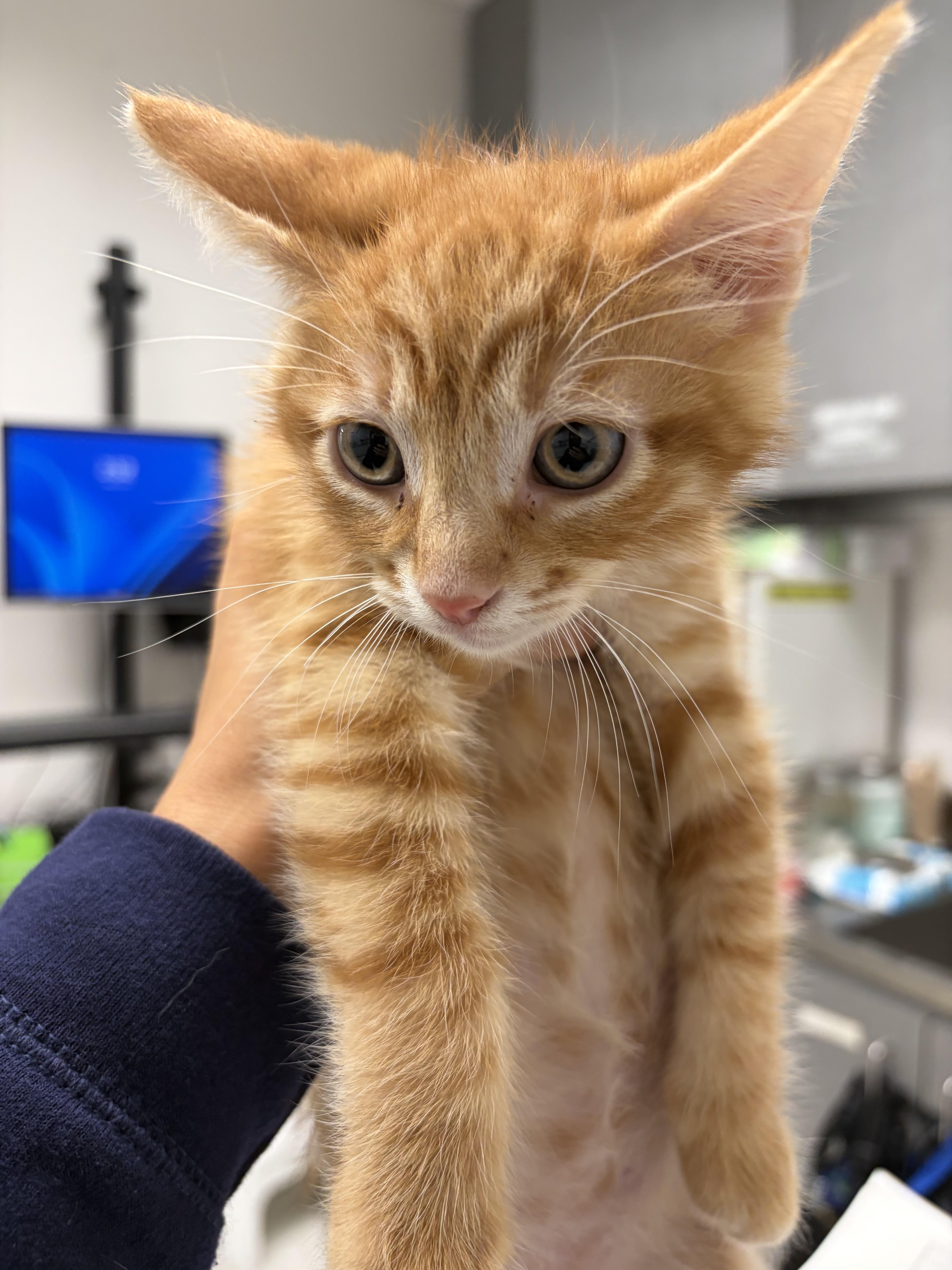 A baby small-sized male Domestic Short Hair cat named Fig for adoption in Los Angeles, CA