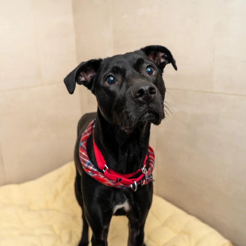 An adult medium-sized male Black Retriever dog named Alvin for adoption in New York, NY