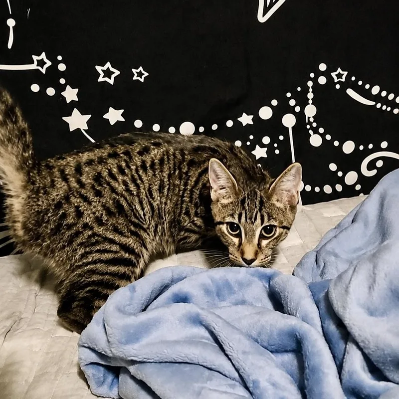 A baby medium-sized male Tabby (Brown / Chocolate) Domestic Short Hair cat named Zippo for adoption in Richmond, VA