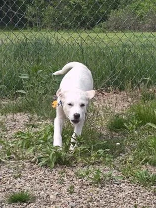 A baby small-sized female Great Pyrenees dog named Judy for adoption in Salem, NH