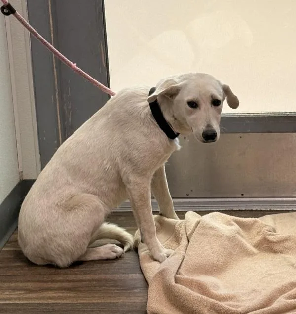 An adult medium-sized female Labrador Retriever dog named Sadie for adoption in San Diego, CA