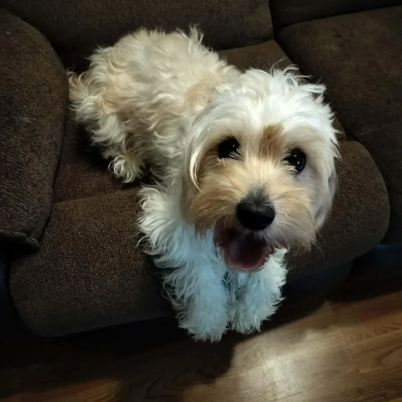 An adult small-sized female White / Cream Cavachon dog named Nova for adoption in Harlem, GA