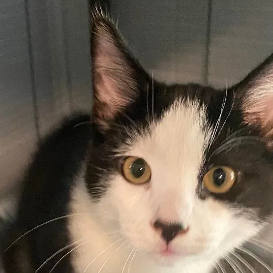 A baby medium-sized male Black & White / Tuxedo Domestic Short Hair cat named Marshall for adoption in Spencer, IN